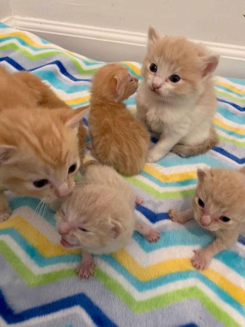 Illustration de l'article : Des bénévoles à la rescousse d’une jeune chatte affaiblie et de ses 2 portées de chatons affamés